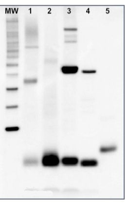 western blot using anti-PsaC antibodies